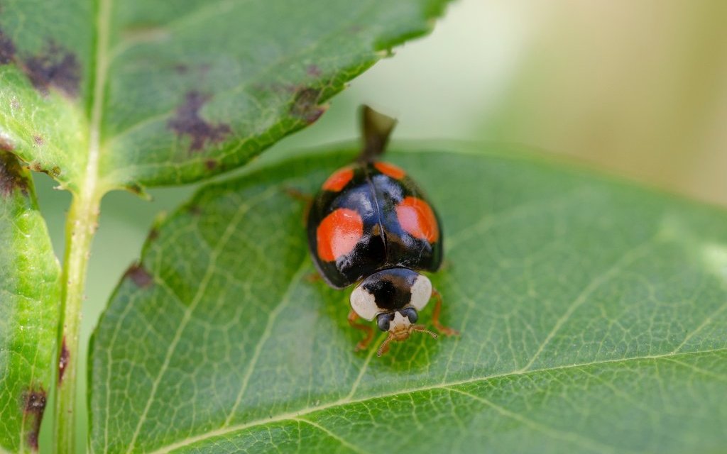 Der Asiatische Marienkäfer kommt in den unterschiedlichsten Farben daher. 