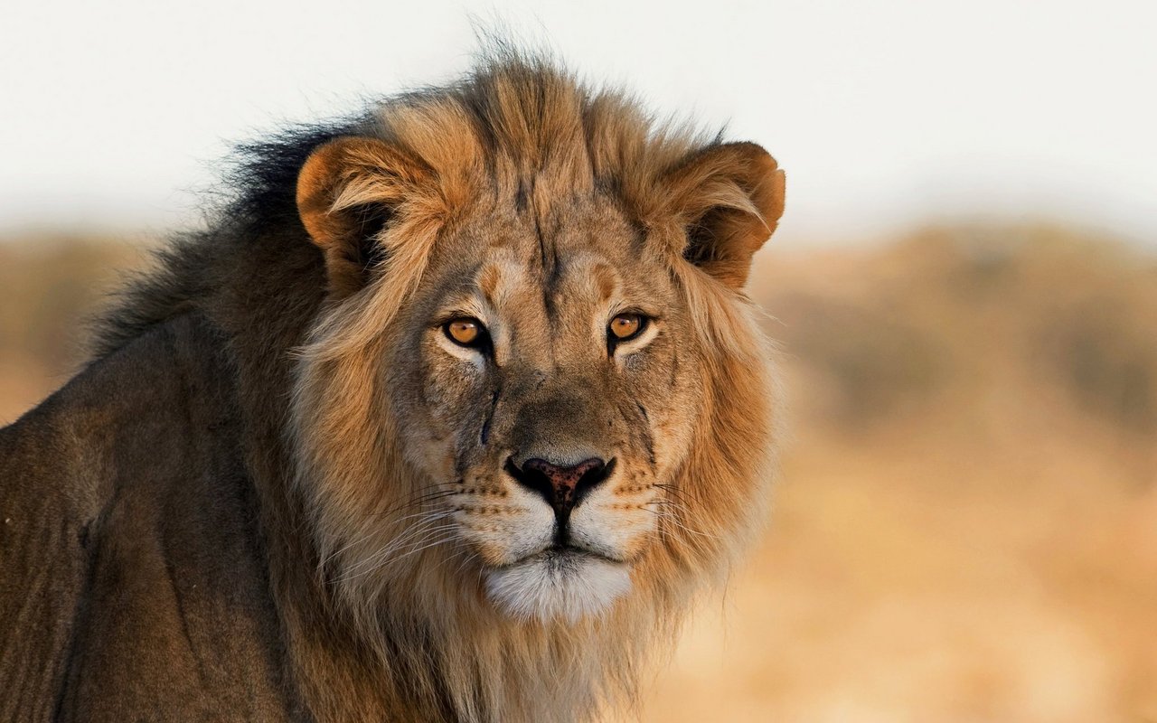 Männliche Löwen in Tsavo, Kenia, haben kleinere Mähnen als ihre Artgenossen in kälteren Regionen.