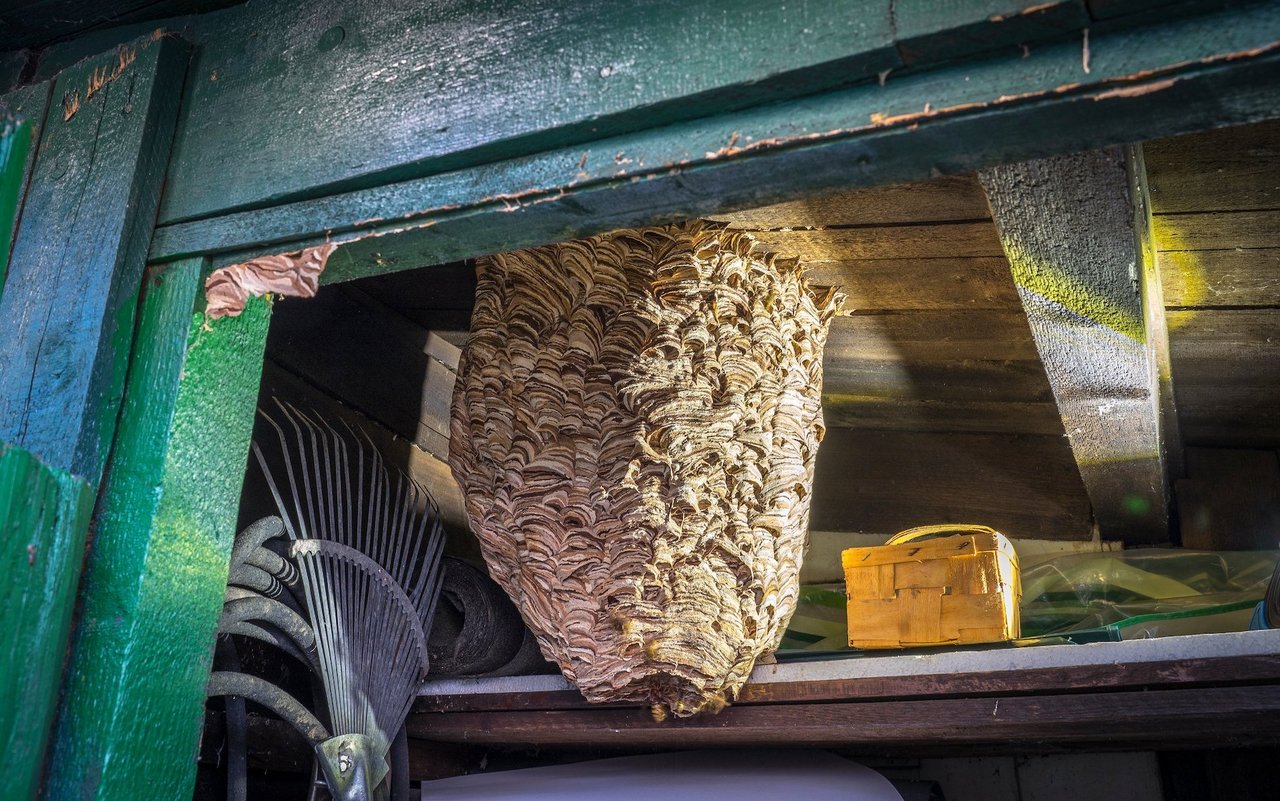 Anhand der Struktur und Farbe des Nestes lässt sich hier ein Hornissennest bestimmen, das im Schuppen gebaut wurde. 