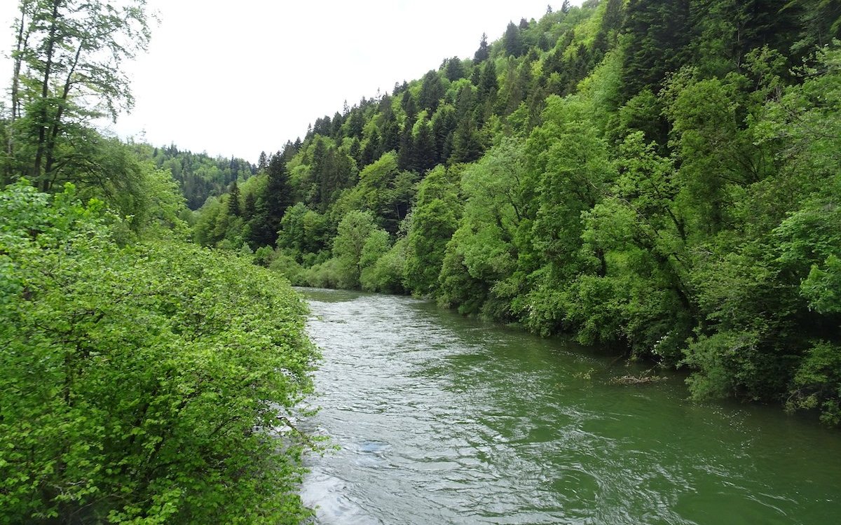 Der Doubs fliesst in einer mit Wald umsäumten Schlucht. 