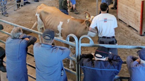 Schlachtviehmarkt: Zurück In Der Arena - Tierwelt.ch | TierWelt