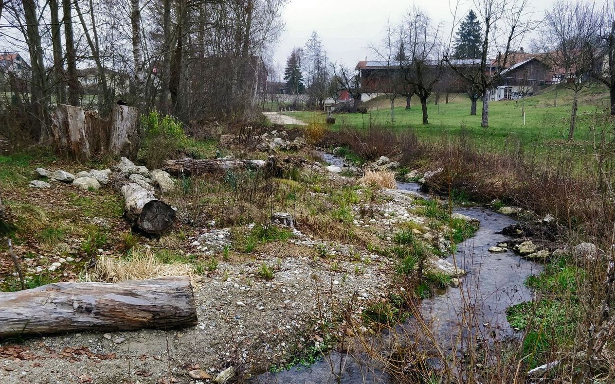 Um Gemeinden bei der Revitalisierungen zu unterstützen, hat Aqua Viva das Projekt «Lebendiger Dorfbach» ins Leben gerufen.