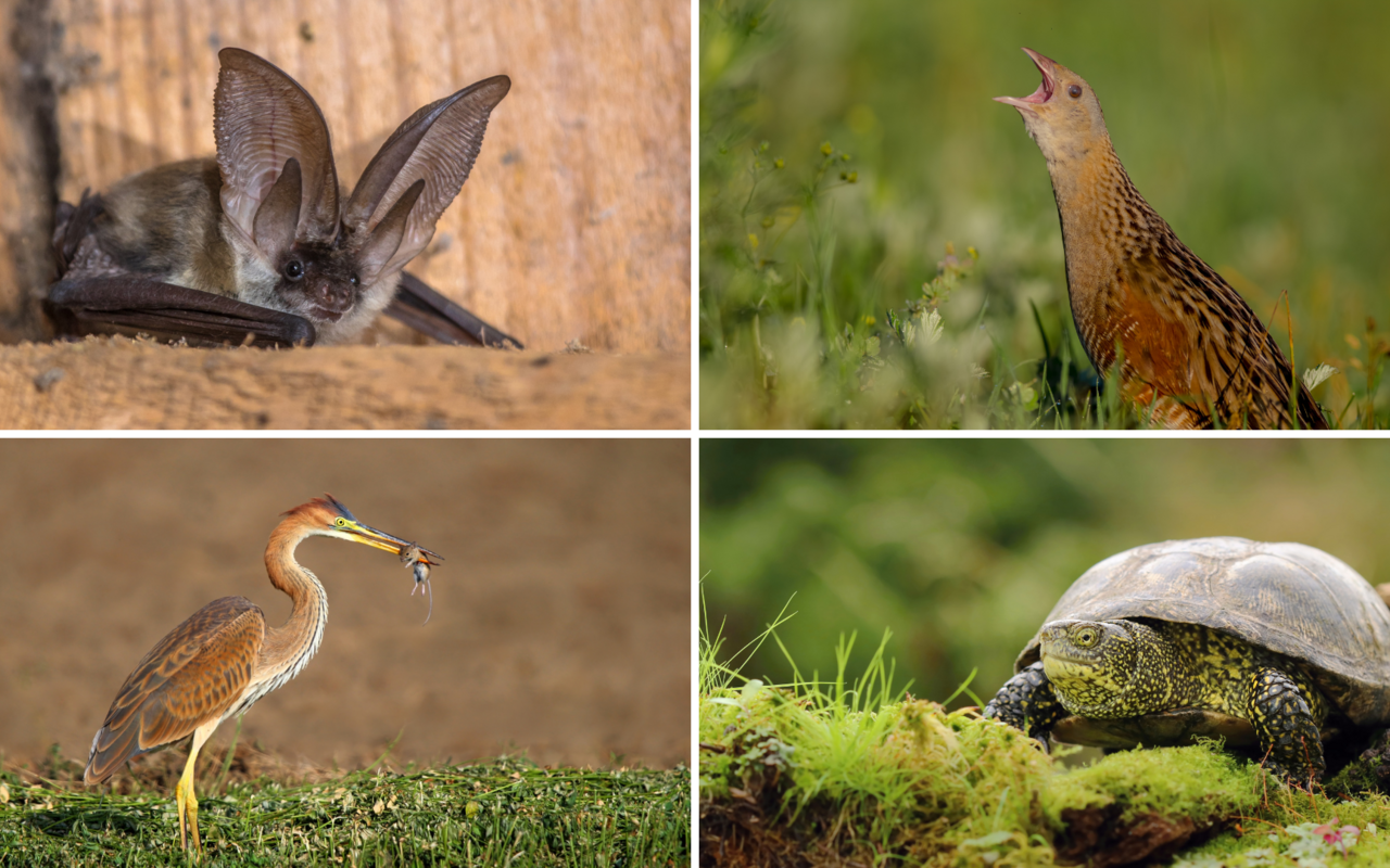 Viele Tiere sind am Aussterben, auch in der Schweiz. 