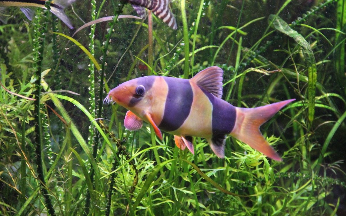 Kein Meerwasserfisch, aber auch bunt! Eine Prachtschmerle schwimmt in einem tropischen Süsswasseraquarium.