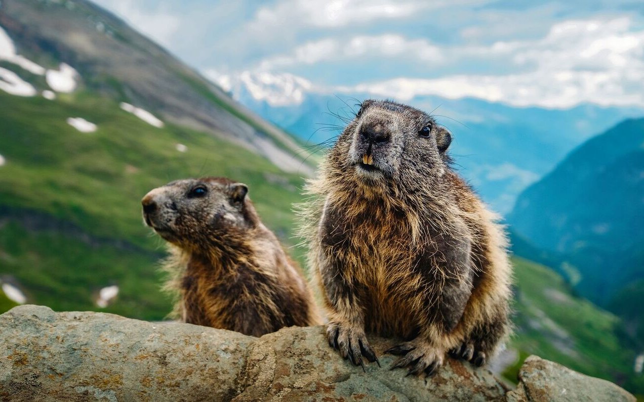 Murmeltiere lassen sich im gesamten Alpenraum sowie stellenweise im Jura beobachten. 