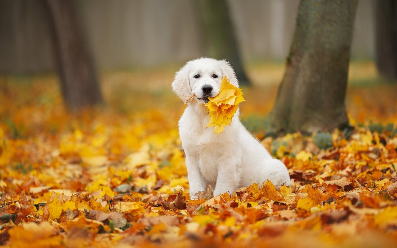 Der Herbst lädt zu entspannten Spaziergängen ein, doch das bunte Laub birgt auch Gefahren für Hunde.