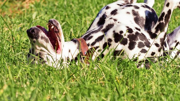 Hund wälzt sich auf Wiese