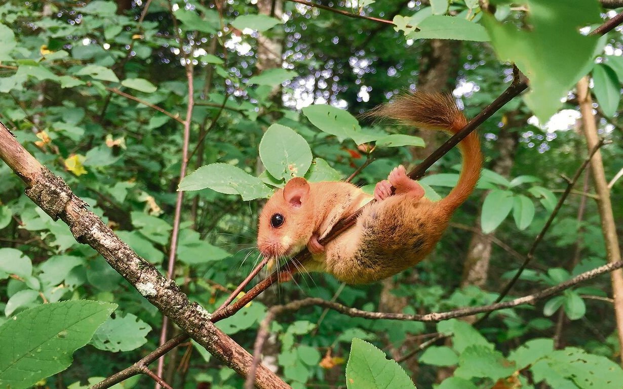 Haselmäuse lassen sich selten beobachten, denn sie leben heimlich.