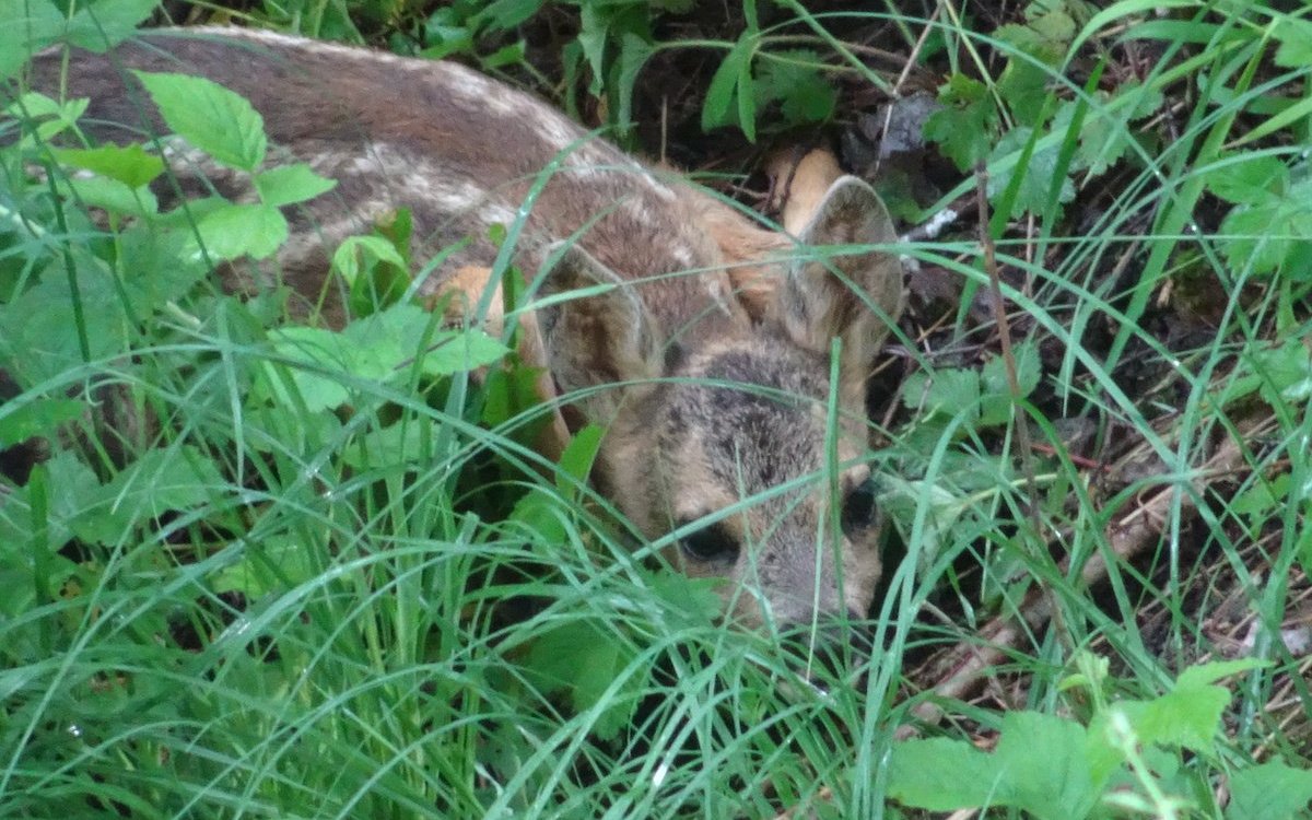 Ein Rehkitz im Baltschiedertal. 