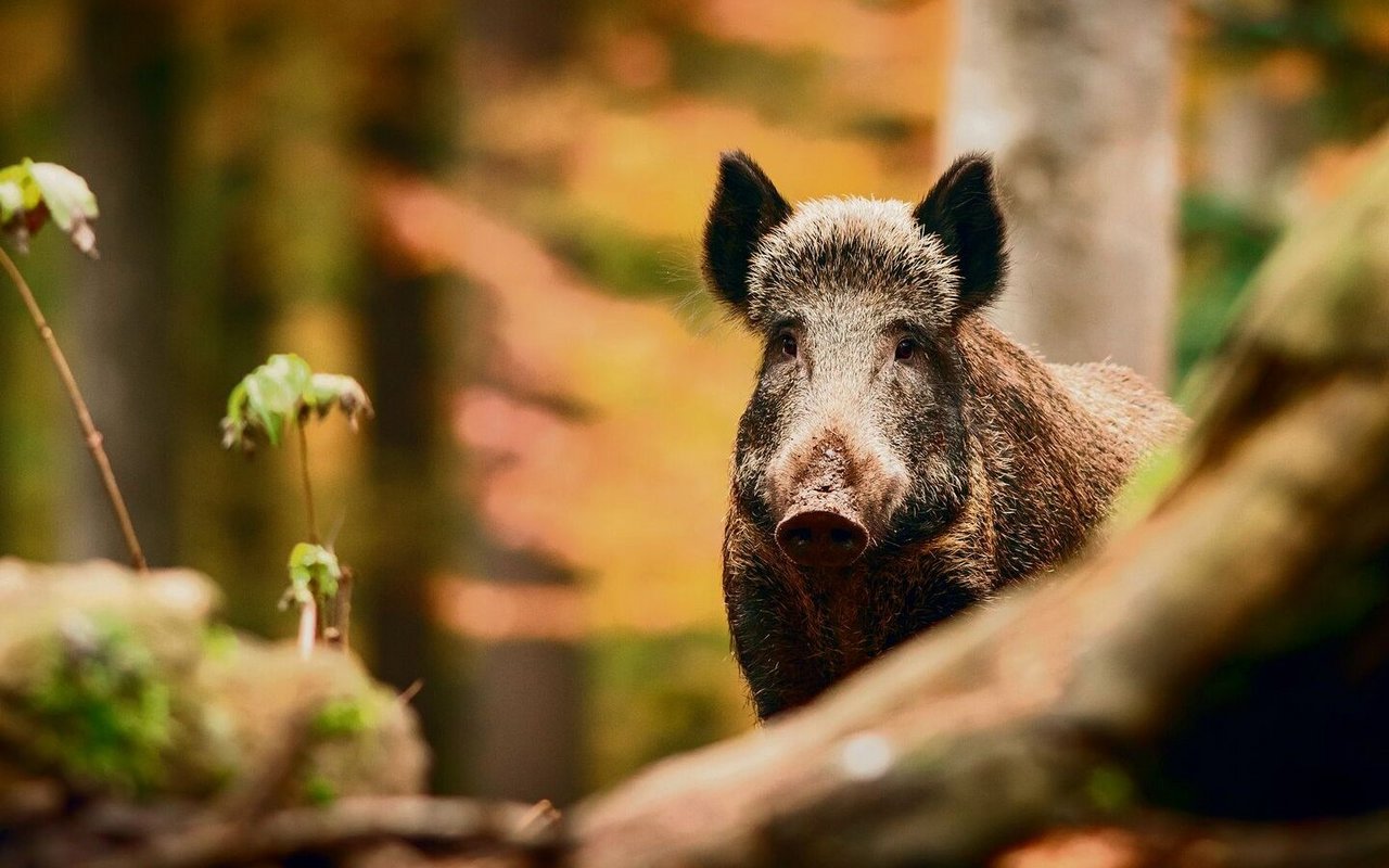 Das Wildschwein: Eine unaufhaltsame Invasion macht mächtig Ärger