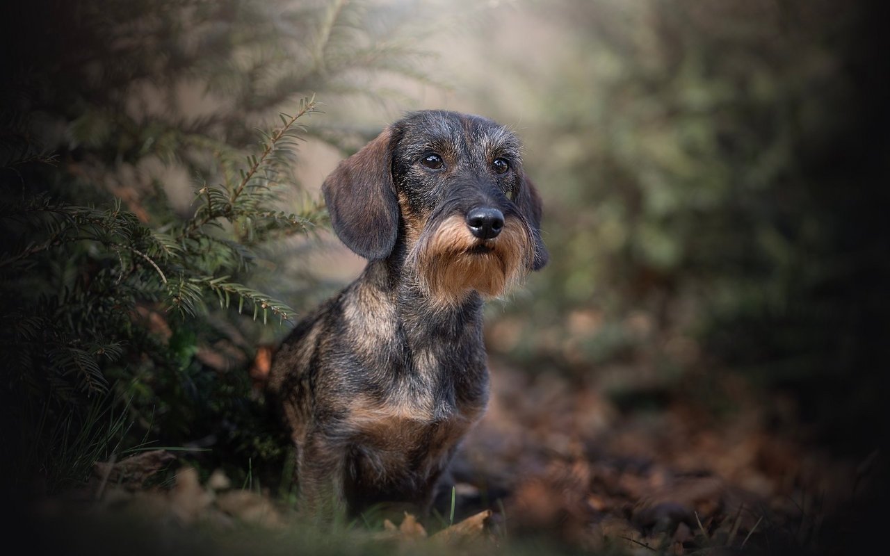 Rauhaardackel sind wildscharf und daher beliebte Jagdhunde. 