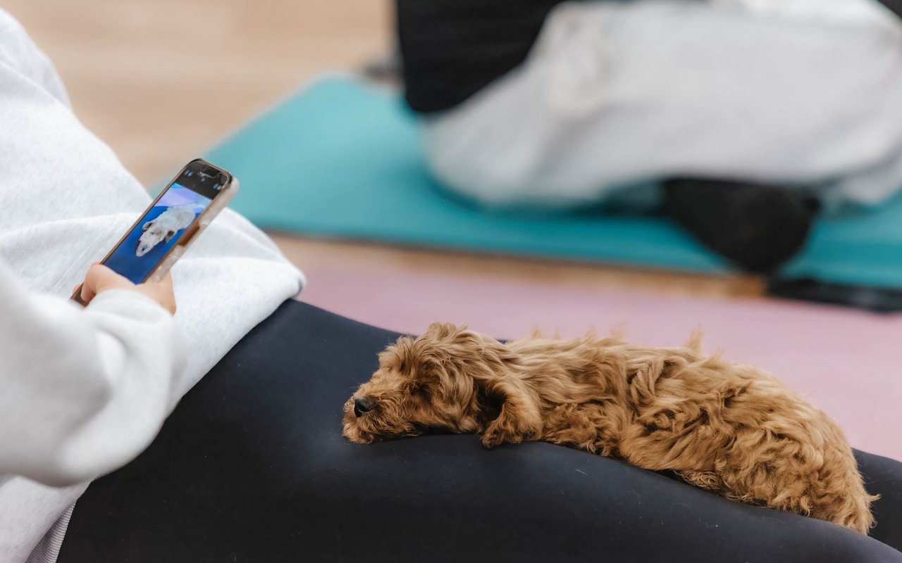 Puppy Yoga kann für die Welpen sehr anstrengend sein. 