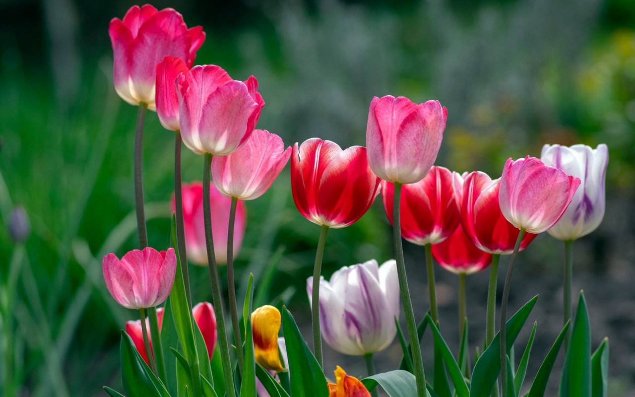 Tulpen (Tulipa)