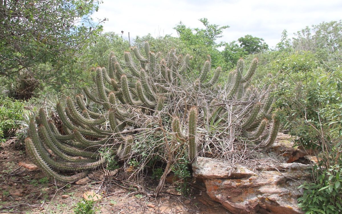 Kakteen in der brasilianischen Caatinga, einem Dornenwald im trockenen Nordosten. 