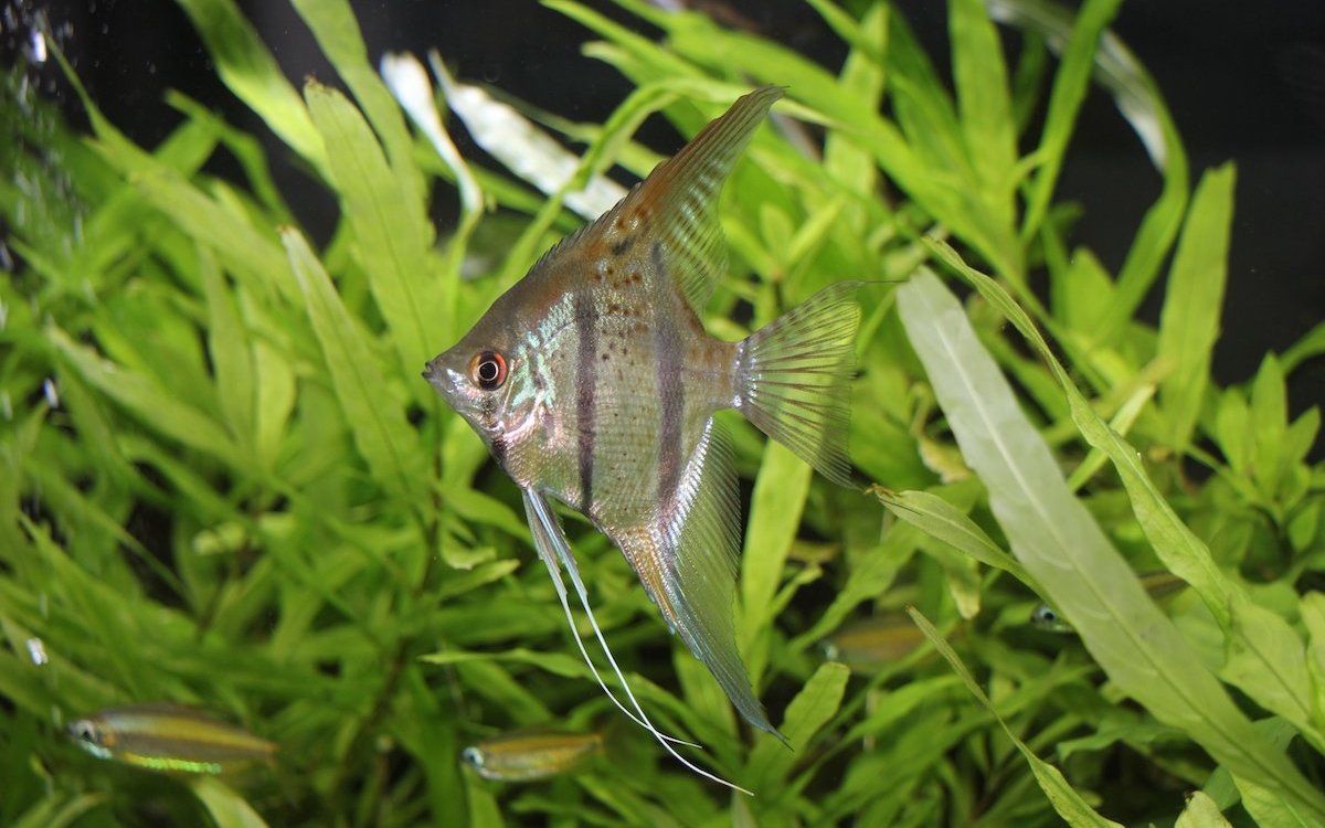 Die in der Aquaristik beliebten Skalare können bei ganzjährig warmen Wassertemperaturen von 26 °C gehalten werden. 