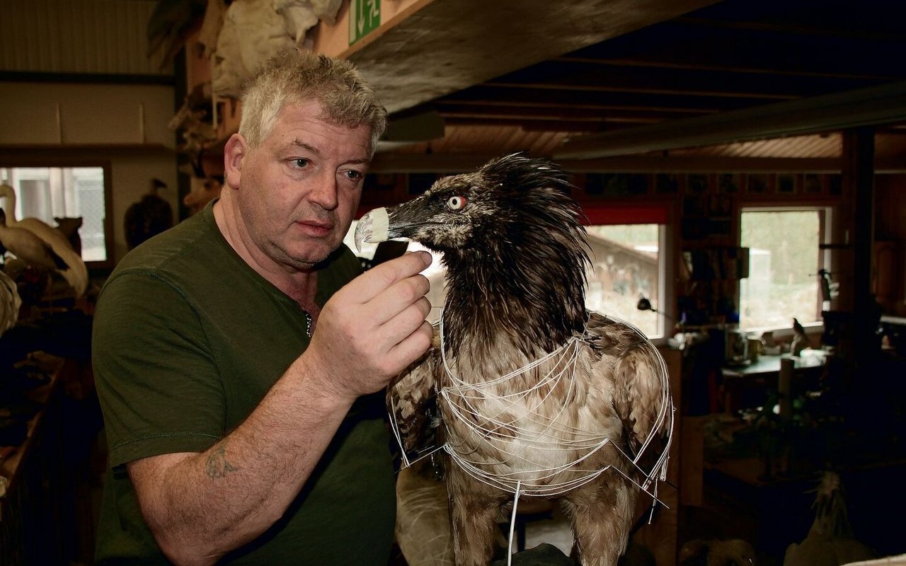 Christian Schneiter bei der Arbeit am Bartgeier,