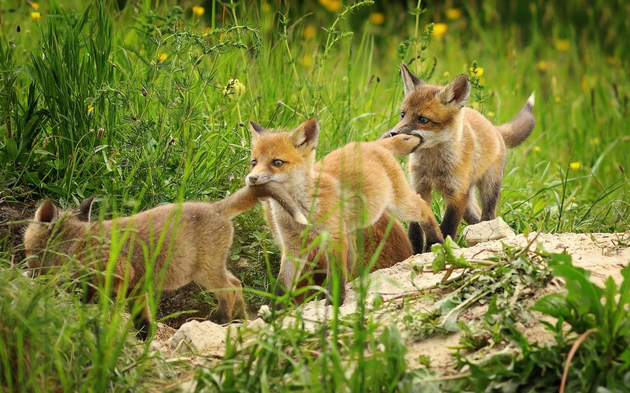 Besonders junge Füchse lassen sich durch Fütterung leicht an den Menschen gewöhnen, so die Wildtierbiologin Sandra Gloor.