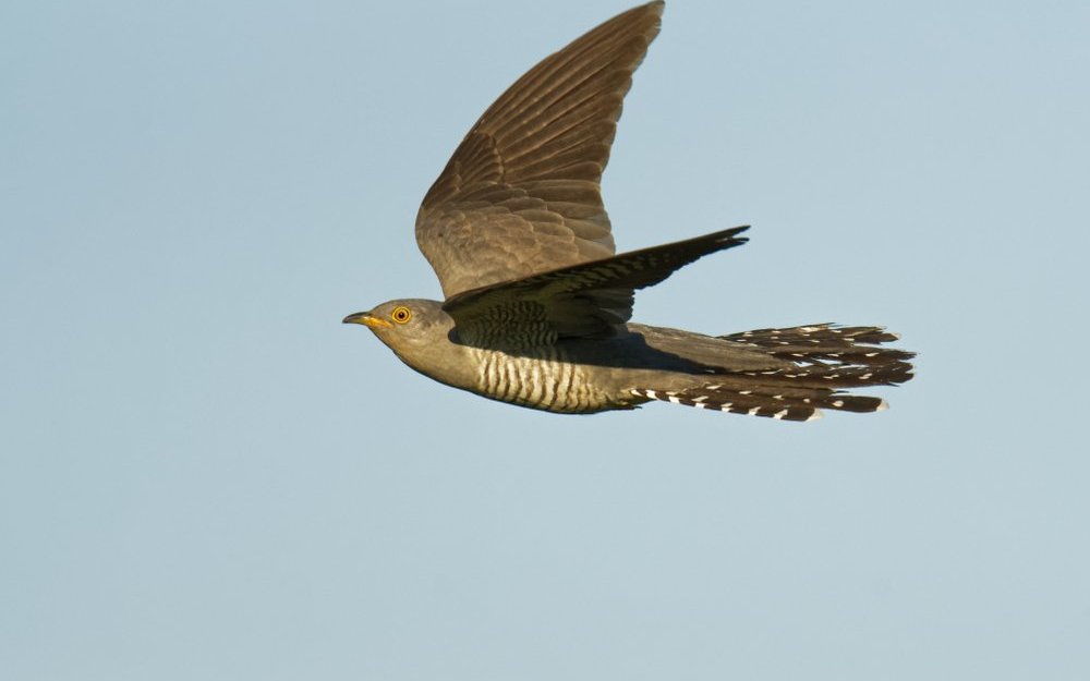 Der Kuckuck fliegt in den Zentralafrikanischen Regenwald. 