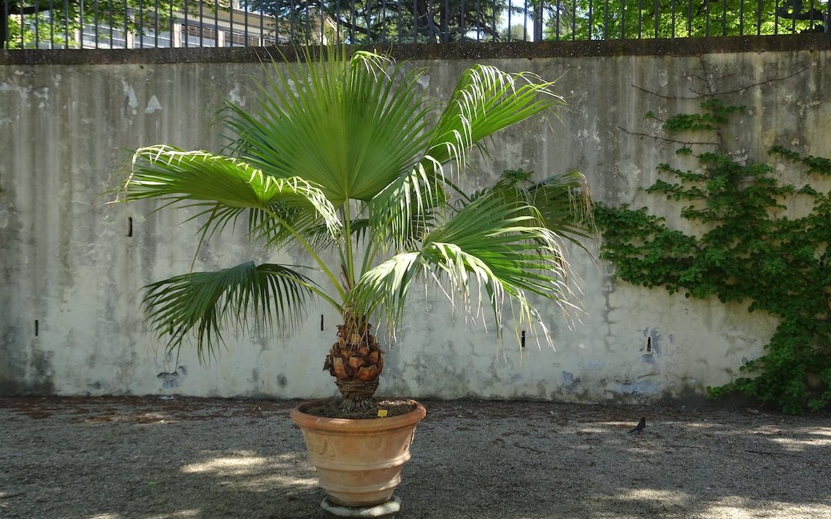 Eine Washingtonia als Kübelpflanze in den Boboli-Gärten von Florenz. 