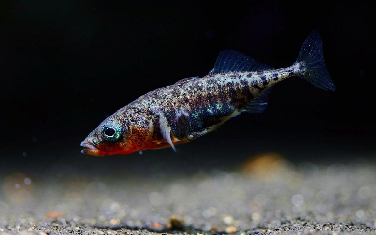 Gesunde Stichlingsmännchen leuchten rot am Bauch und bauen Nester aus Pflanzenmaterial in Sandmulden. 