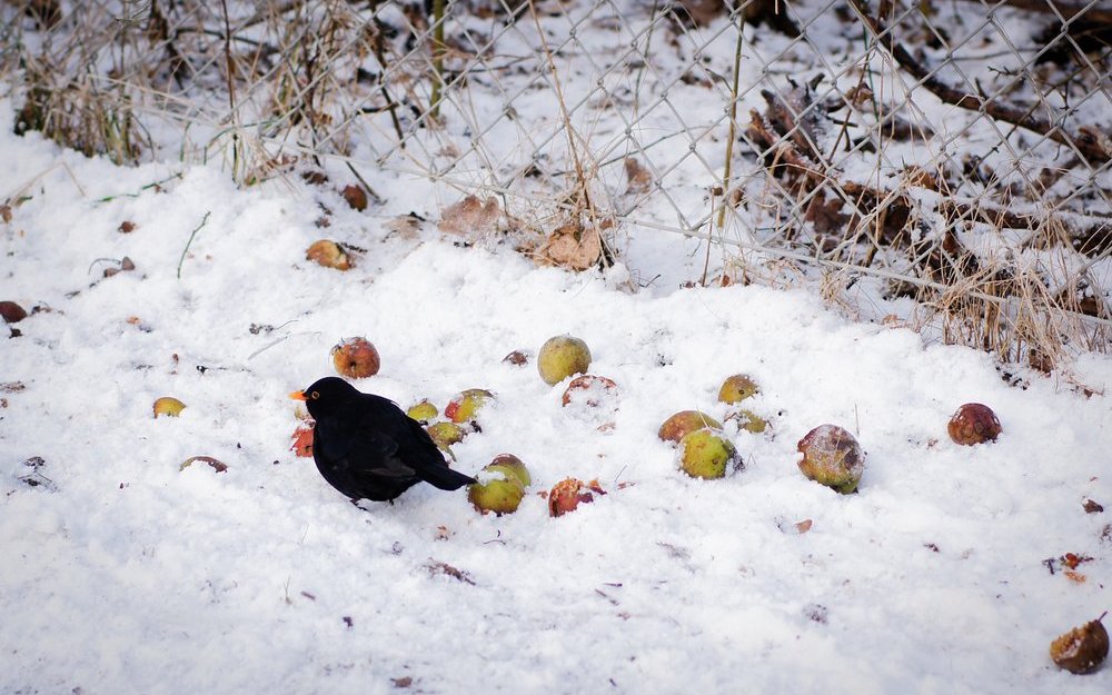 Amseln plustern sich auf, um sich warm zu halten und freuen sich über Äpfel im Winter. 