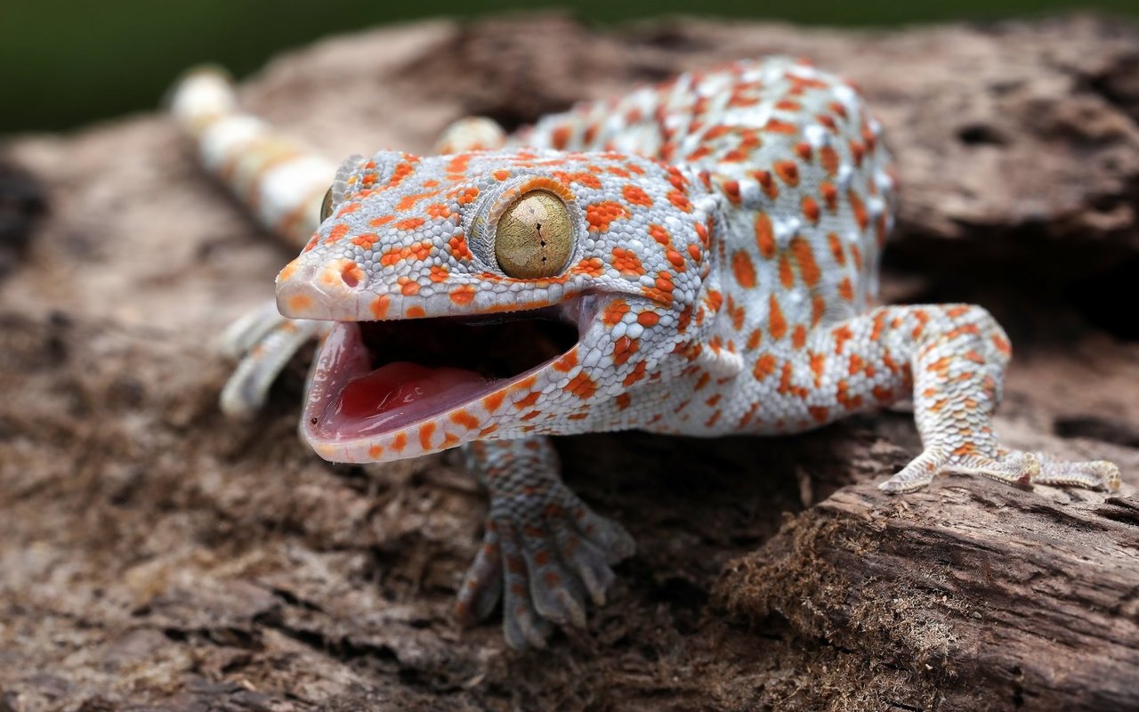 Geckos setzen ihre Zunge zur Geruchserkennung ein. 