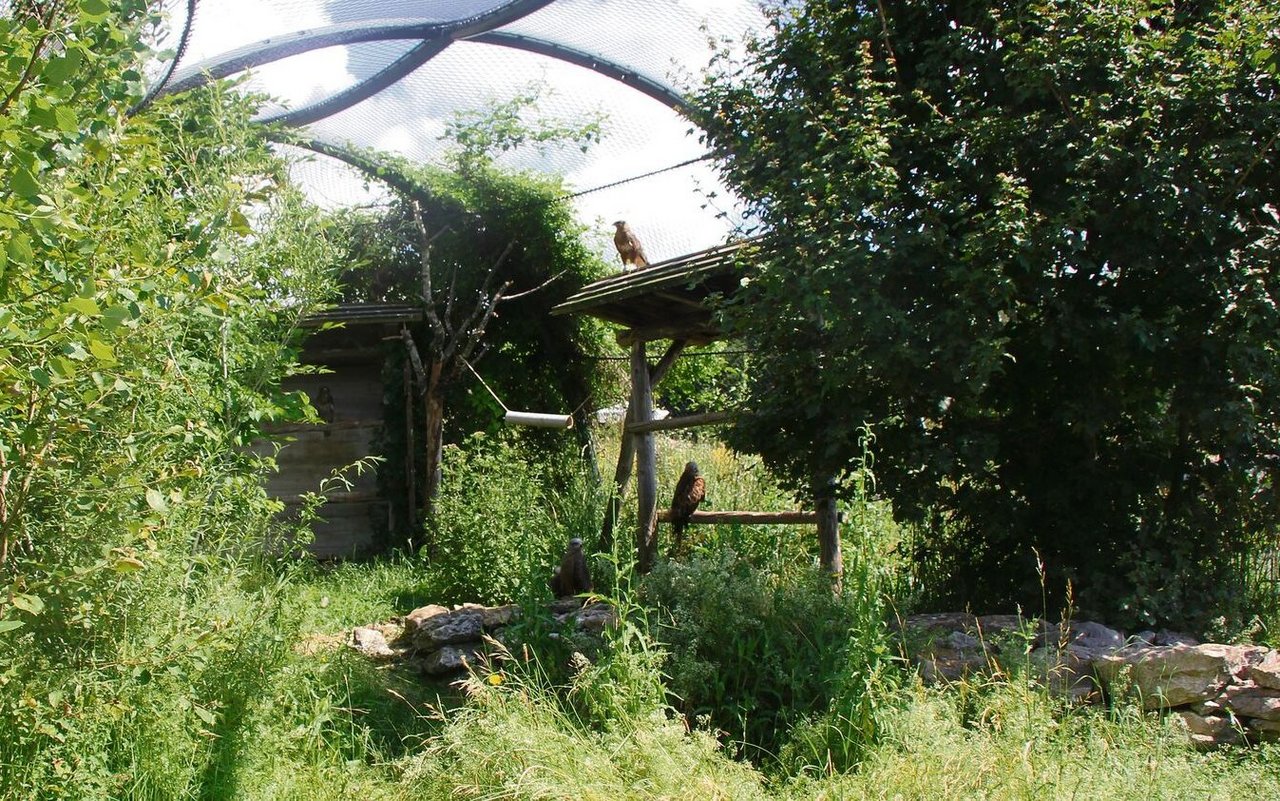 Mäusebussarde und Rotmilane, die nicht mehr in die Natur integriert werden können, sind Botschafter ihrer Art im Zoo La Garenne.