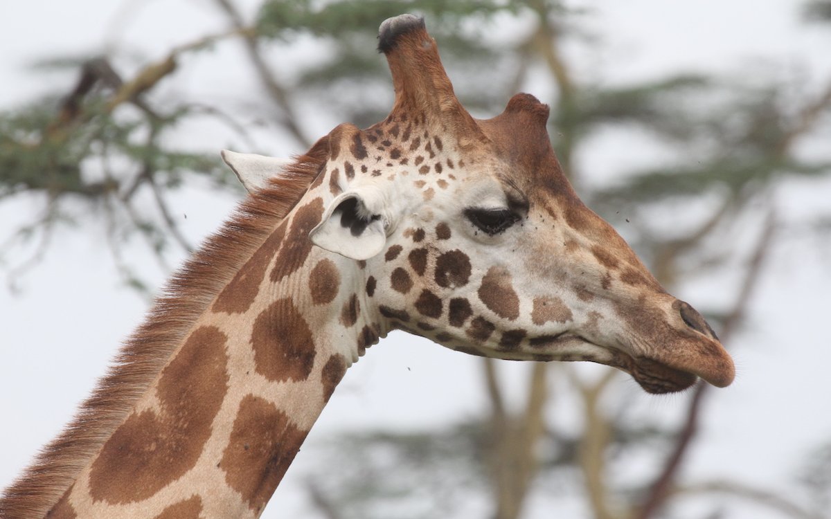 Die Hornzapfen von Giraffen und Okapis werden auch Ossicon genannt. 