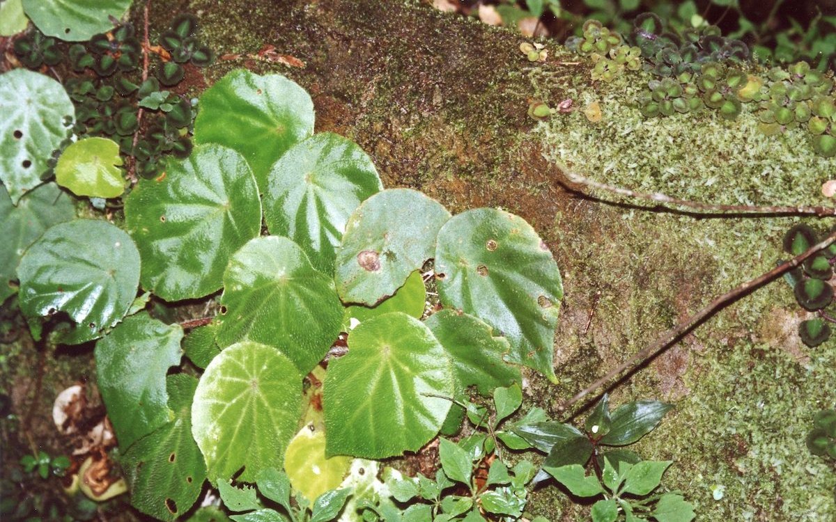 Eine wilde Begonie im Ivindo-Nationalpark in Gabun, die auf einem Baumstamm gedeiht. 