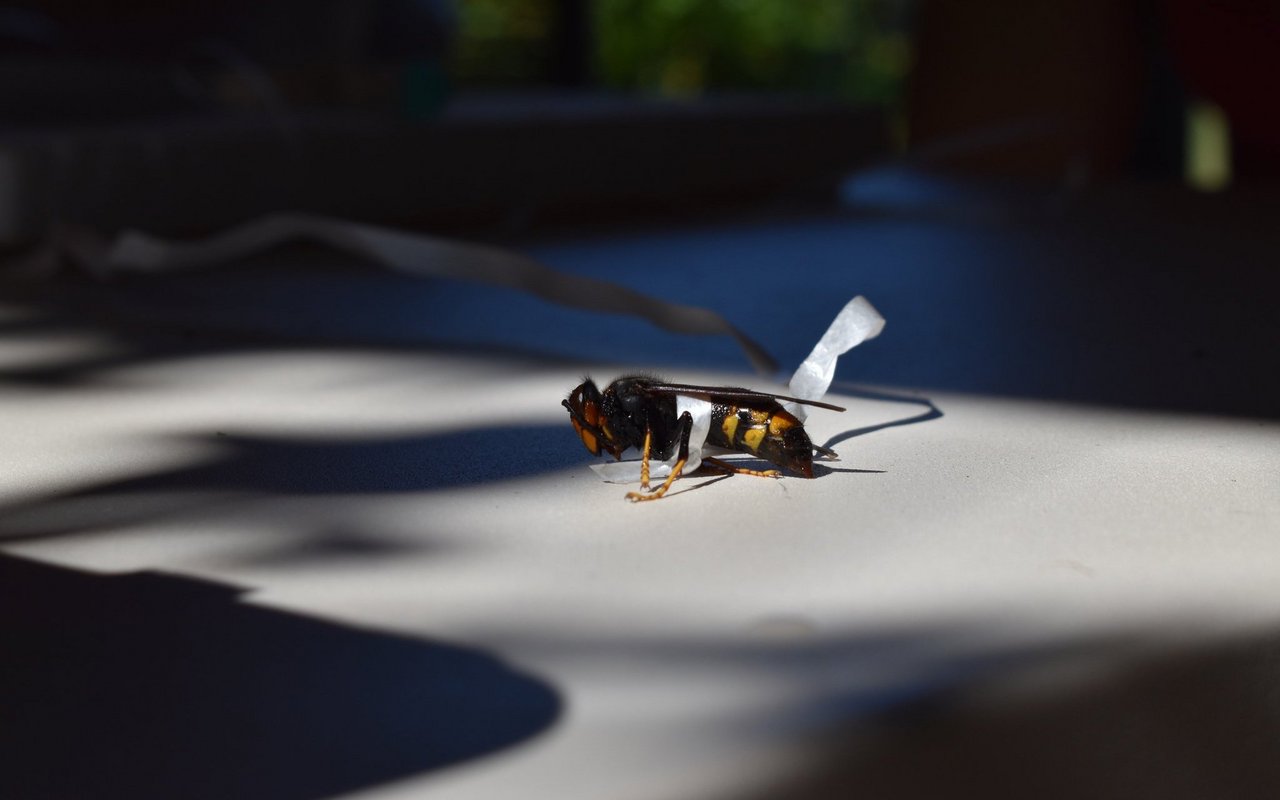 Dank dem Faden sehen die Imkerinnen und Imker, wohin die Hornisse fliegt.