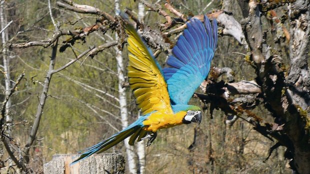 Wie in Südamerika: G Wie in Südamerika: Gelbbrustaraim Freiflug.