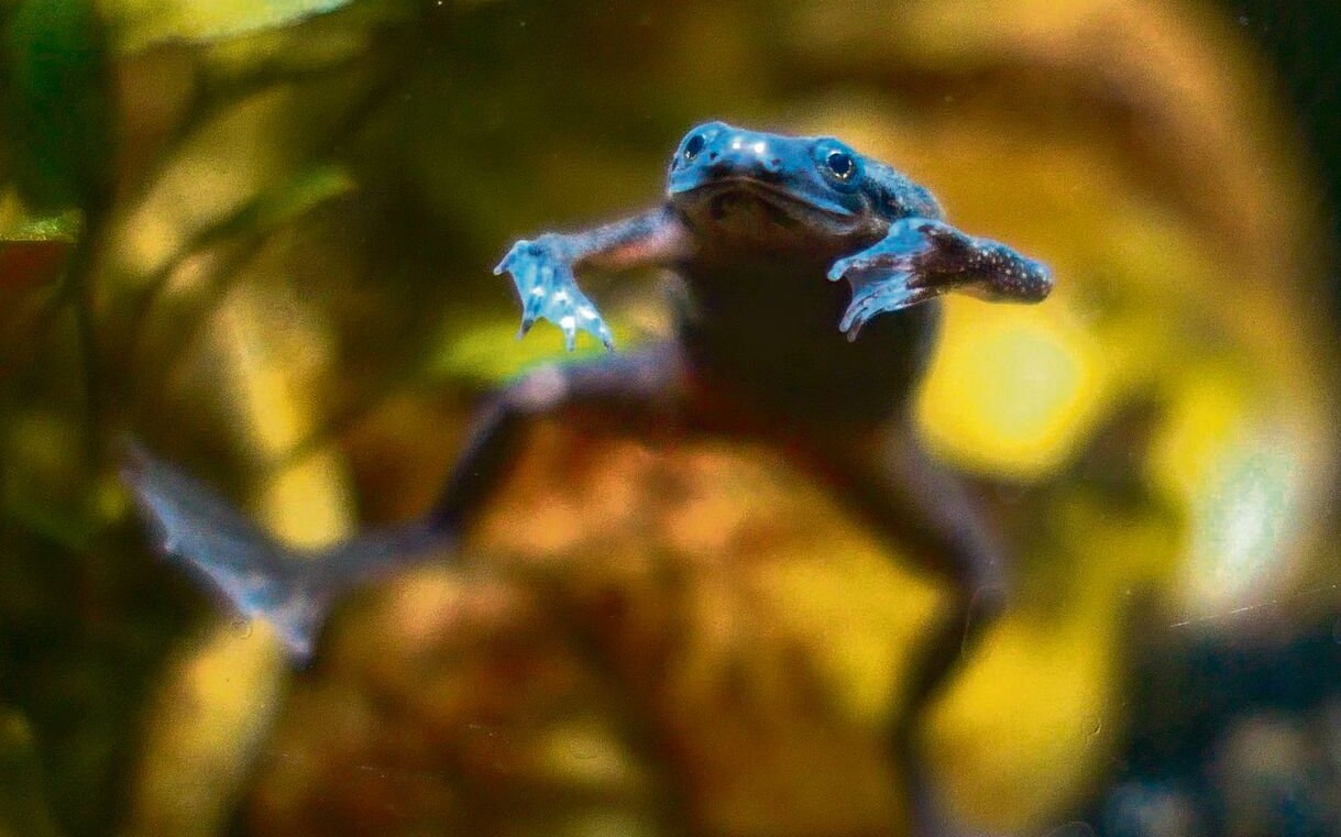 Zwergkrallenfrösche muten manchmal etwas tollpatisch an und sind eine Freude im Aquarium.