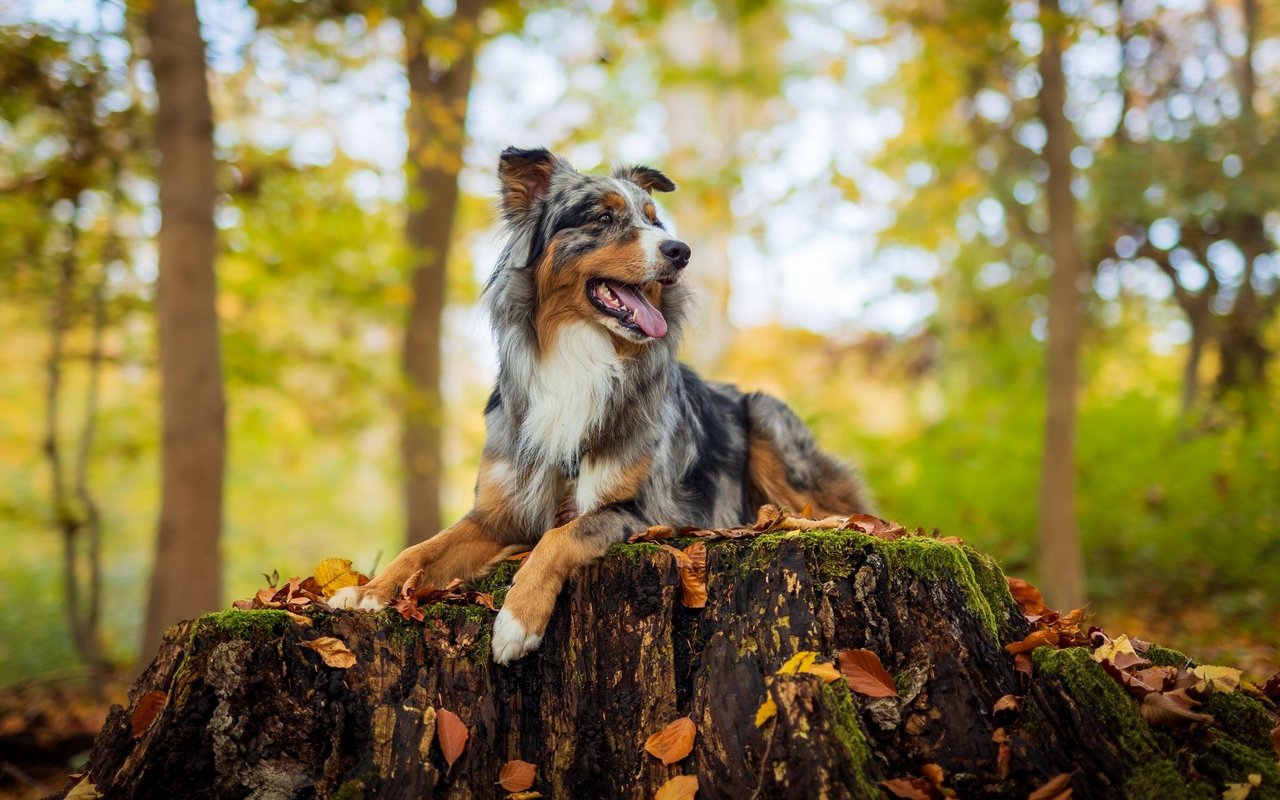 Auch Hunde geniessen Herbstwanderungen. 