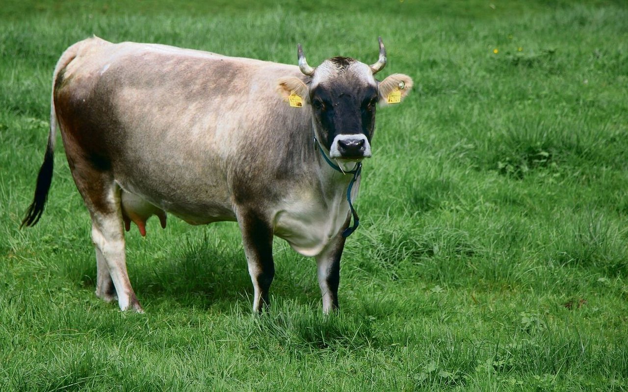 Kuh der Rasse Rätisches Grauvieh auf der Weide des Arche-Hofs in Schangnau. 