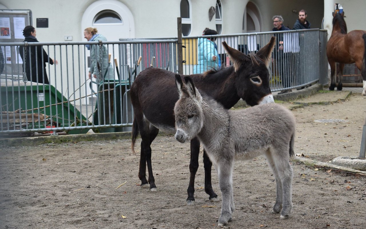 Merlin und seine Mutter Lea zogen am Chrüzacher-Fest viele Blicke auf sich.