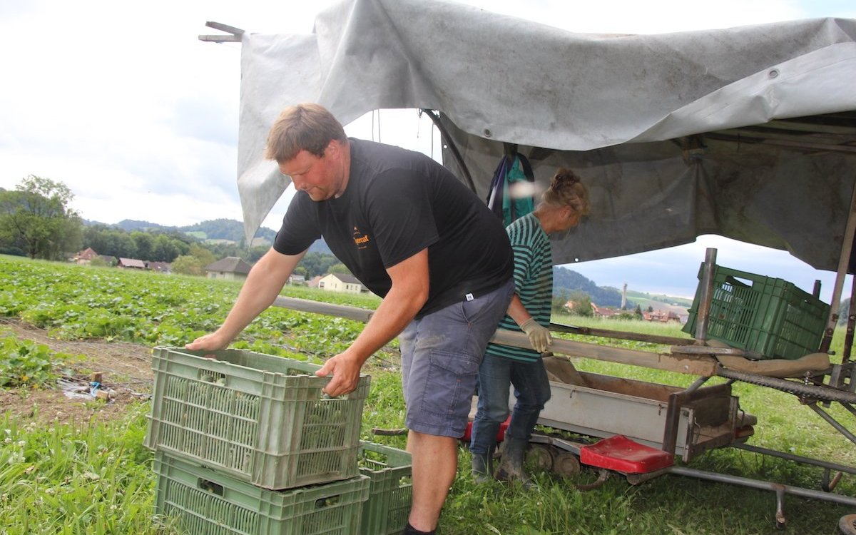 Essiggurken werden meist von Juli bis September mehrmals wöchentlich geerntet. 