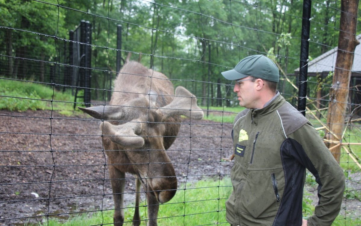 Stefan Eichholzer betreut im Tierpark Langenberg auch die Elche. 