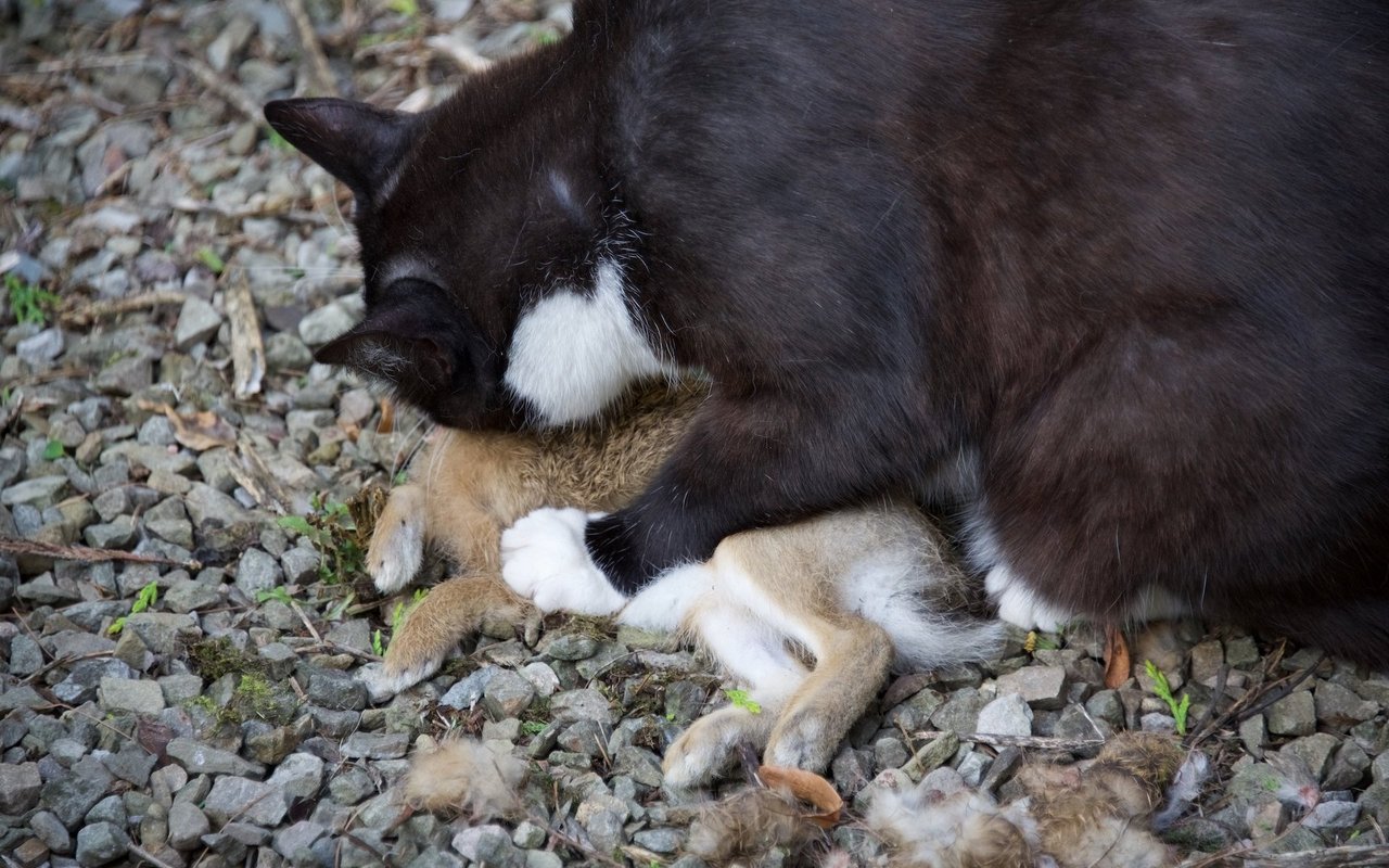 Fleischfresser wie Füchse, Greifvögel, Krähen, aber auch Katzen können den jungen Feldhasen zum Verhängnis werden. Diese flüchten nicht vor Feinden. 