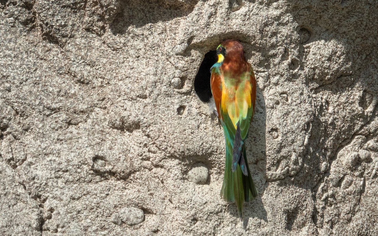 Hier wurden die jungen Bienenfresser noch in der Bruthöhle gefüttert.