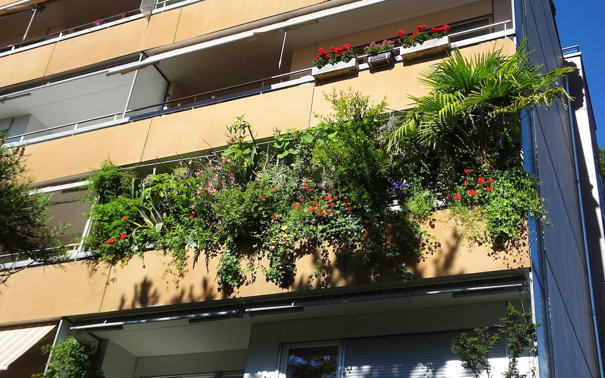 Frei lebende Vögel wie Amseln finden in den Pflanzen eines gut begrünten Balkons Schutz und Nistmöglichkeiten. 