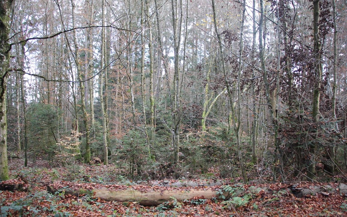 In jedem gesunden Wald sollten Jungwüchse gedeihen. Sie sind allerdings durch Wildverbiss sehr gefährdet. 