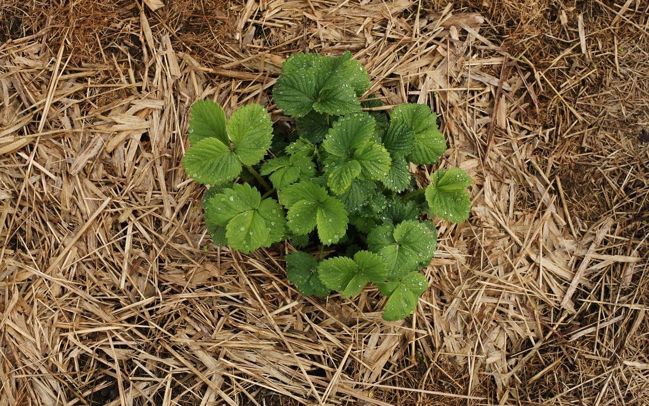 Stroh ist der ideale Mulch unter Erdbeerpflanzen.