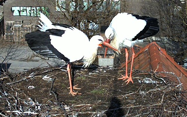 Das ist das erste Webcam-Bild, welches das legendäre Storchenpaar wieder zusammen zeigt.