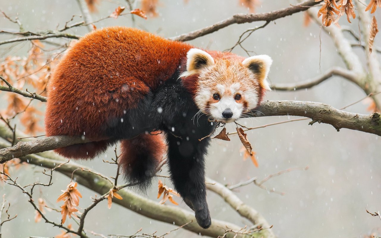 Kleine Pandas sind die einzigen Überlebenden einer früher vielfältigen Raubtiergruppe.