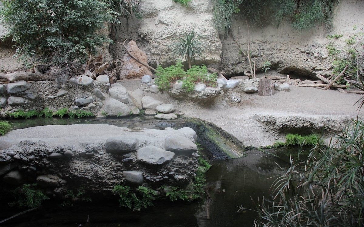 Wenn Gehege den Lebensräumen nachempfunden sind, leben Tiere, wie dieses Krokodil im Zoo Basel, wie in der Natur. 