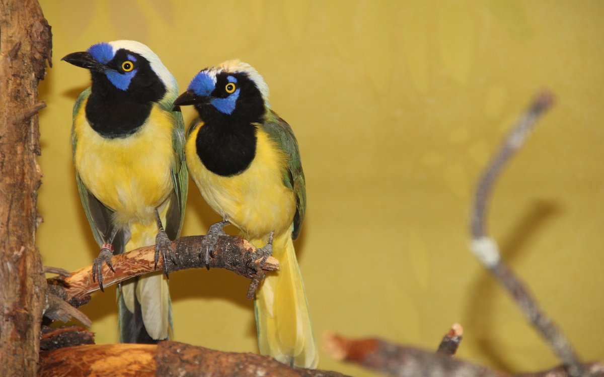 Aussergewöhnlich: Grün- oder Inkahäher an der Vogelausstellung in Sursee.