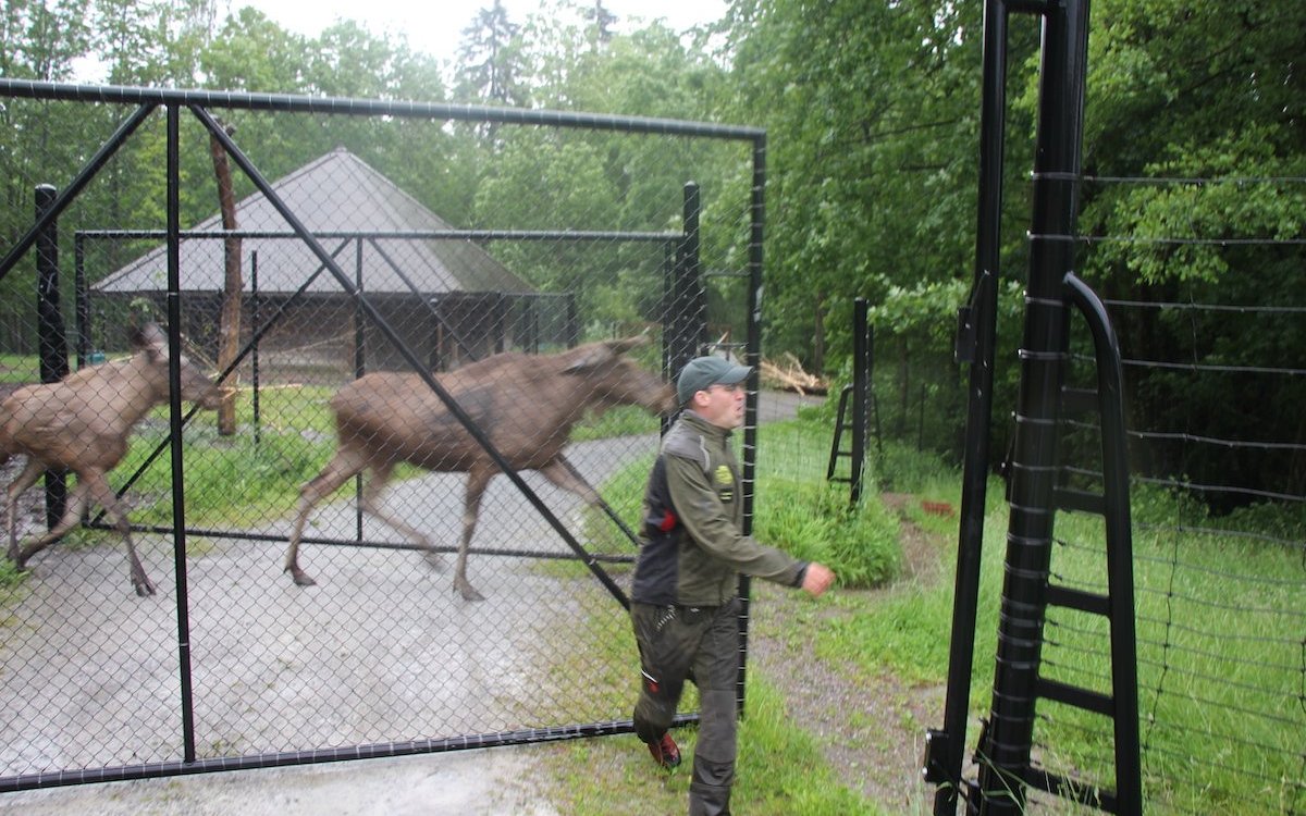 Situation des Elchhauses mit den Wechselgehegen im Tierpark Langenberg. Der Tierpfleger Stefan Eichholzer lässt die Elche ins andere Gehege und schliesst gerade das Tor. 