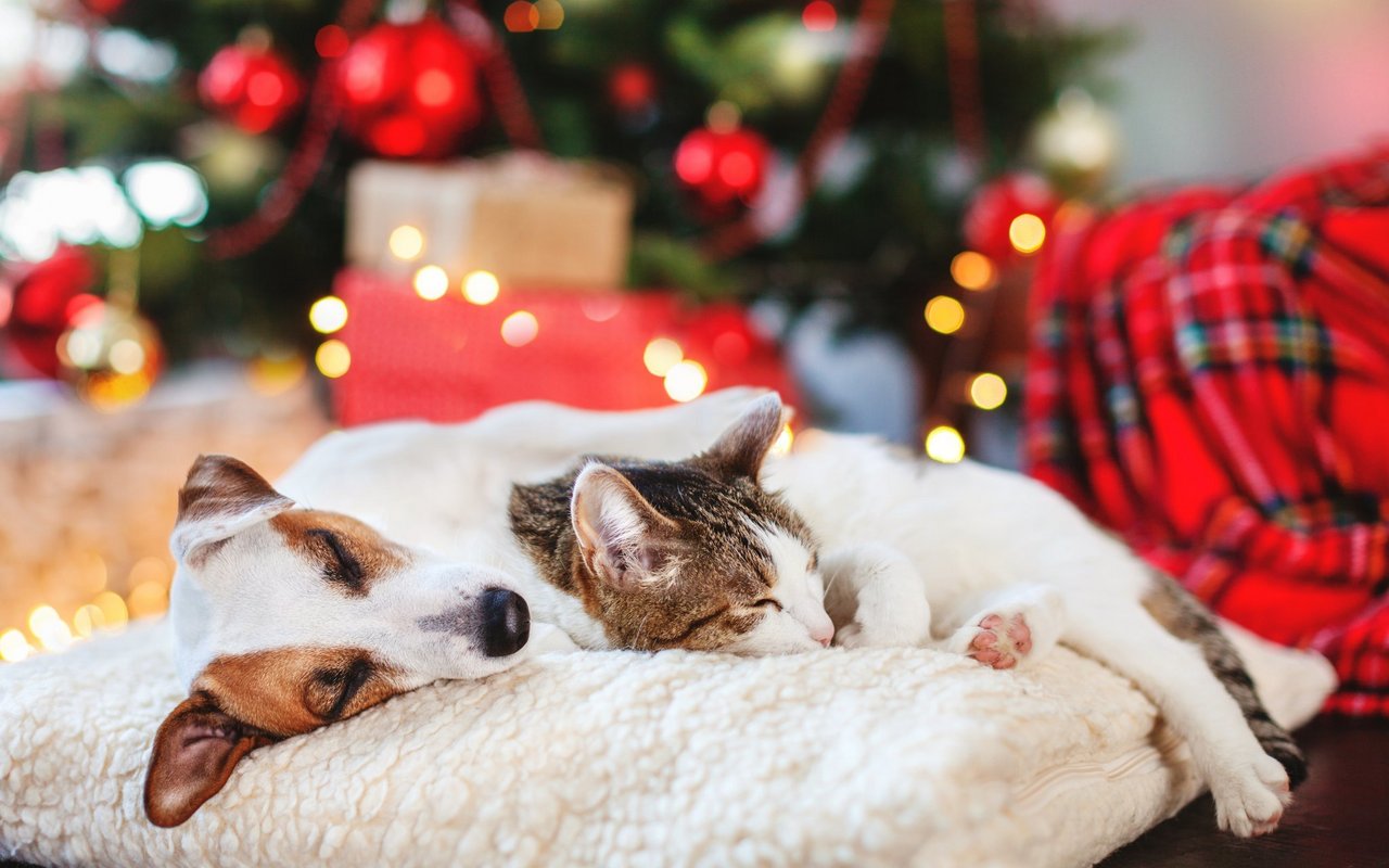 Sodass Weihnachten auch mit Haustier besinnlich ist, gibt es einige Dinge zu beachten. Nicht dass die Festtage mit einem Tierarztbesuch enden. 