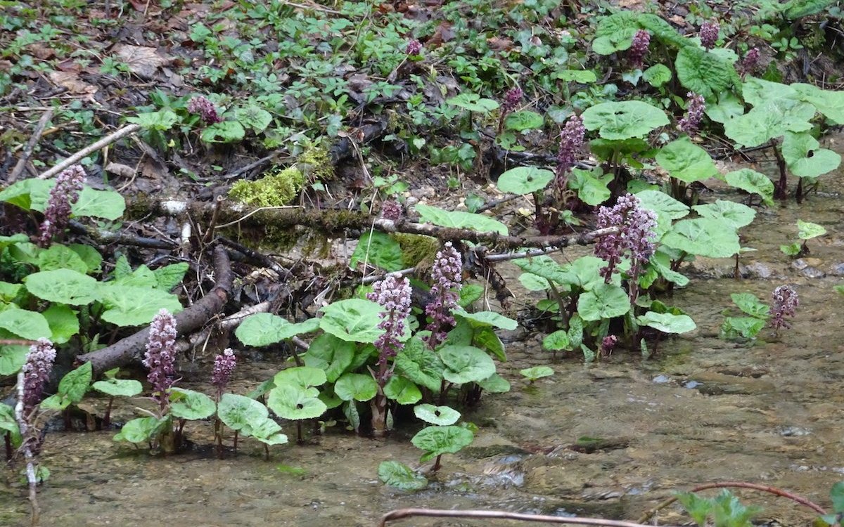 Sumpfiger Standort mit Pestwurz entlang des Flüsschens Lucelle. 