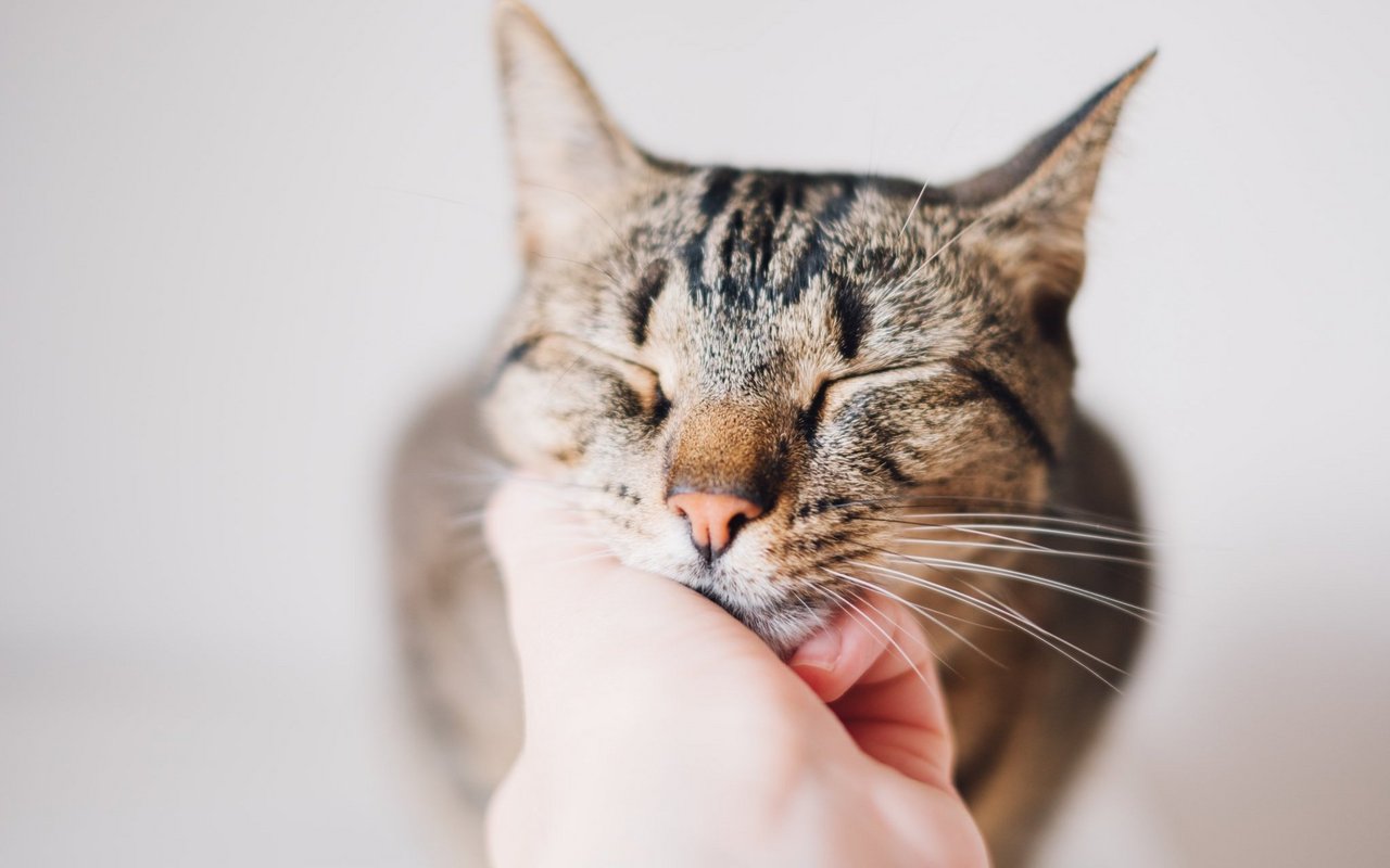 Katzen nutzen ihren Körper und bestimmte Laute, um sich mitzuteilen.